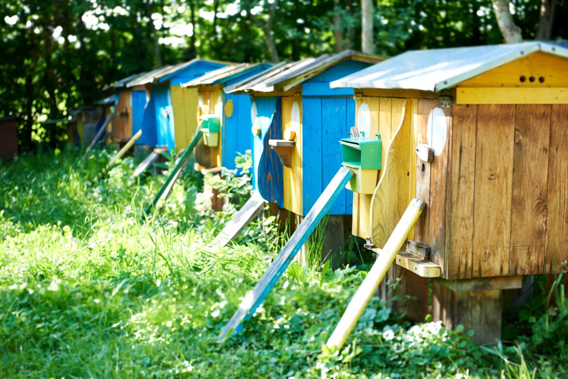 Beehives in an apiary outdoors